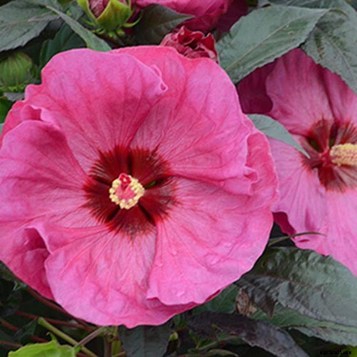 37 of the Best Hibiscus Varieties