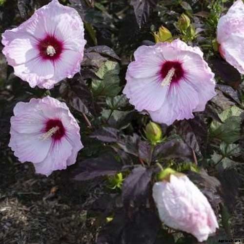 37 of the Best Hibiscus Varieties