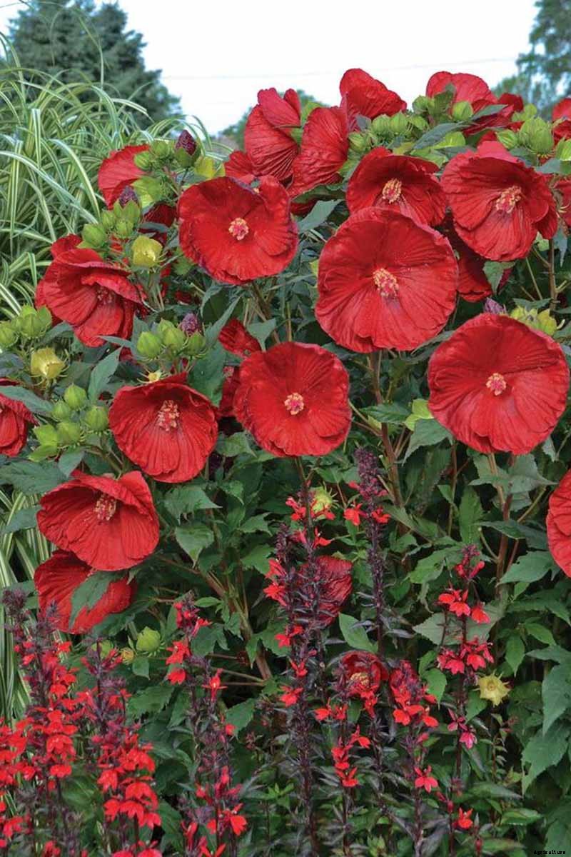 37 of the Best Hibiscus Varieties