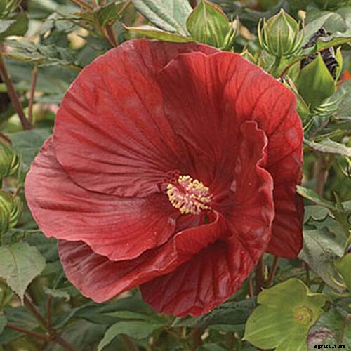 37 of the Best Hibiscus Varieties