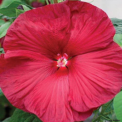 37 of the Best Hibiscus Varieties