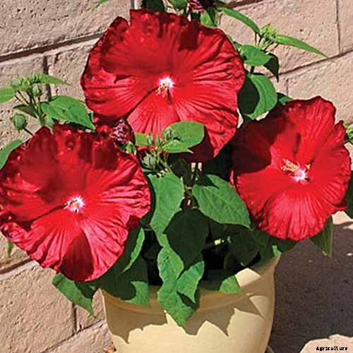 37 of the Best Hibiscus Varieties