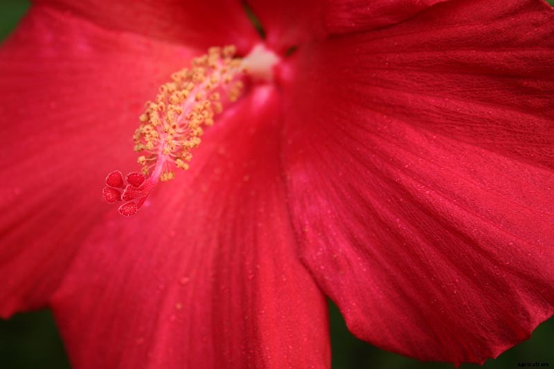 37 of the Best Hibiscus Varieties