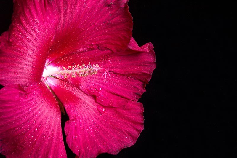 37 of the Best Hibiscus Varieties