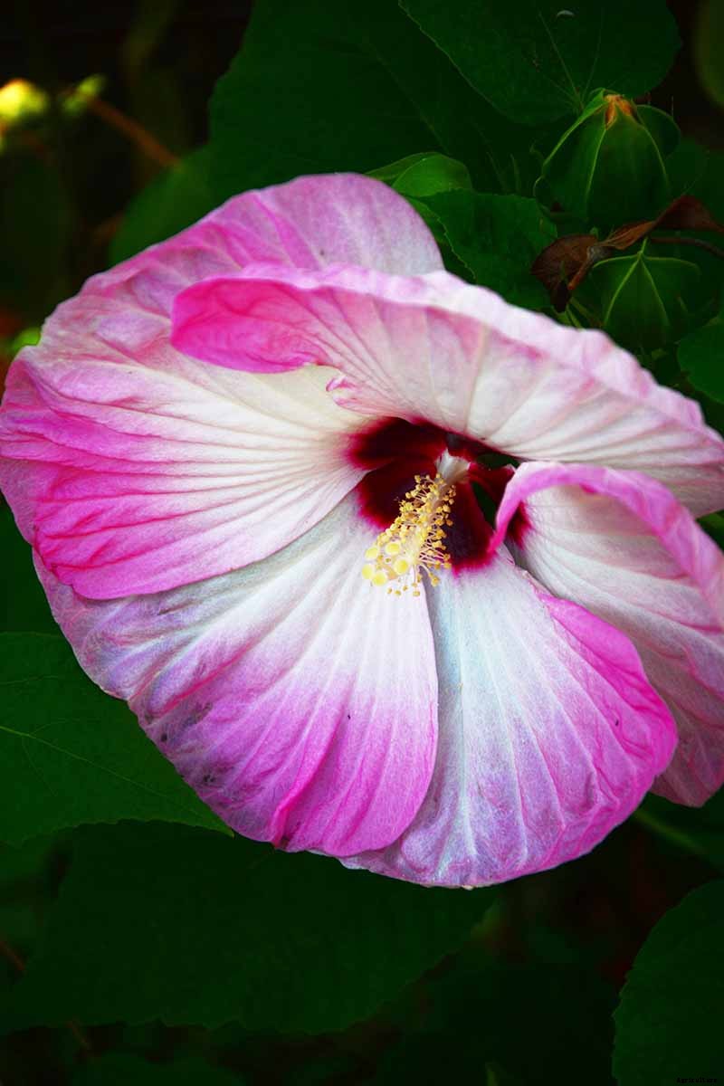 37 of the Best Hibiscus Varieties