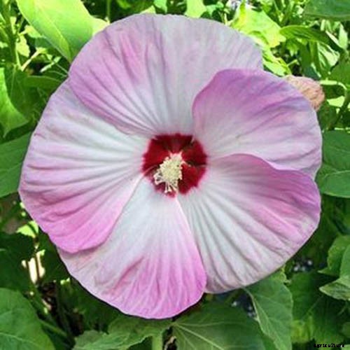 37 of the Best Hibiscus Varieties