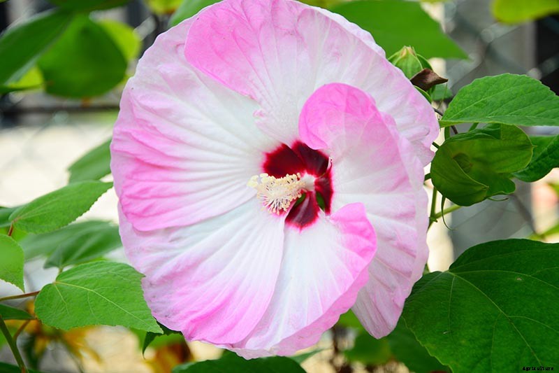 37 of the Best Hibiscus Varieties