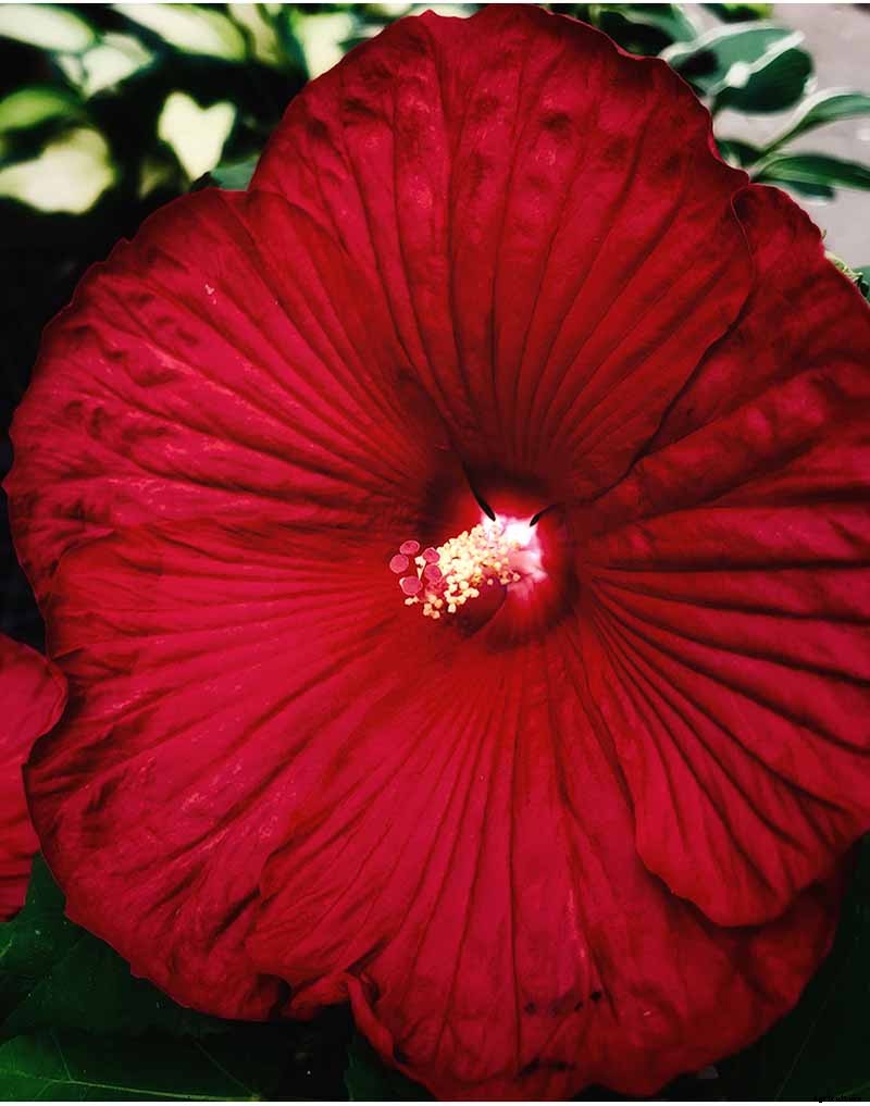 37 of the Best Hibiscus Varieties