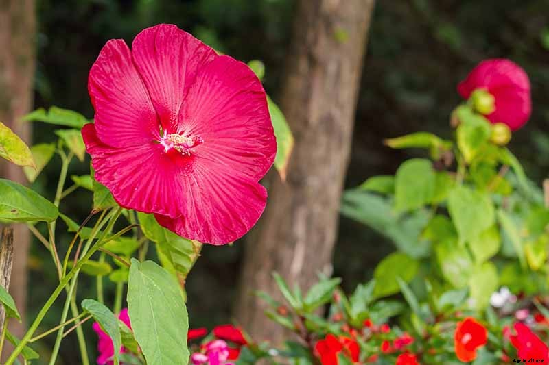 37 of the Best Hibiscus Varieties