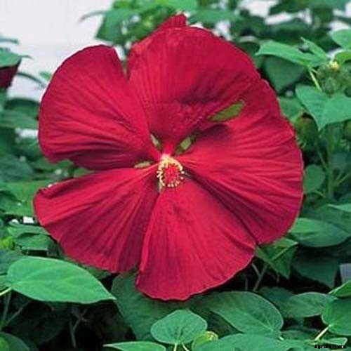 37 of the Best Hibiscus Varieties