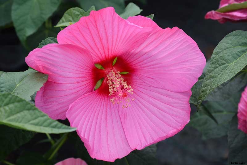 37 of the Best Hibiscus Varieties
