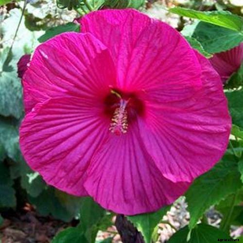 37 of the Best Hibiscus Varieties