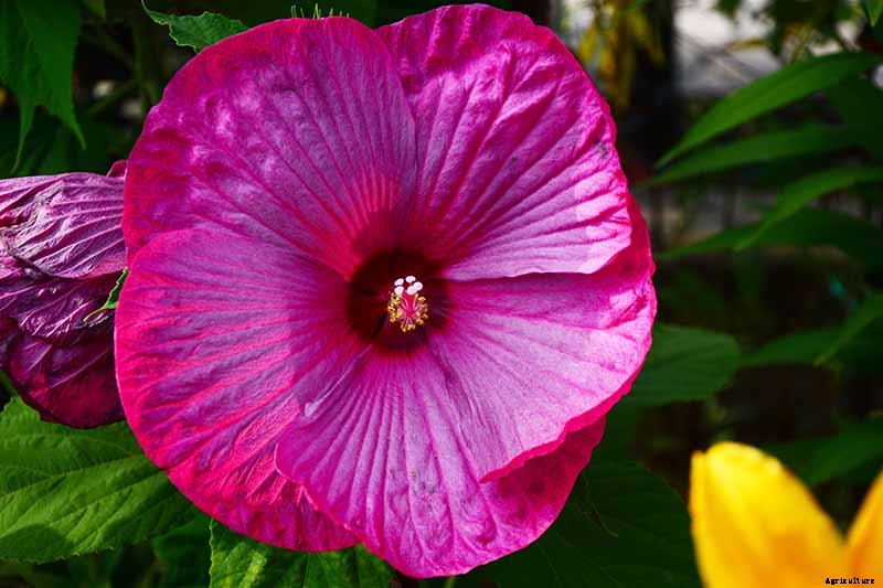 37 of the Best Hibiscus Varieties