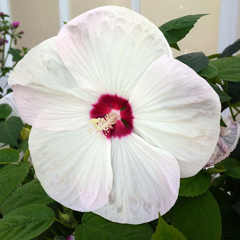 37 of the Best Hibiscus Varieties