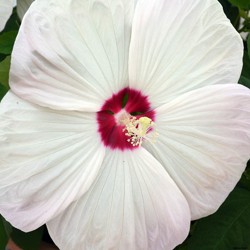 37 of the Best Hibiscus Varieties
