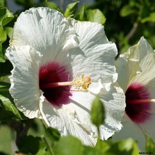 37 of the Best Hibiscus Varieties