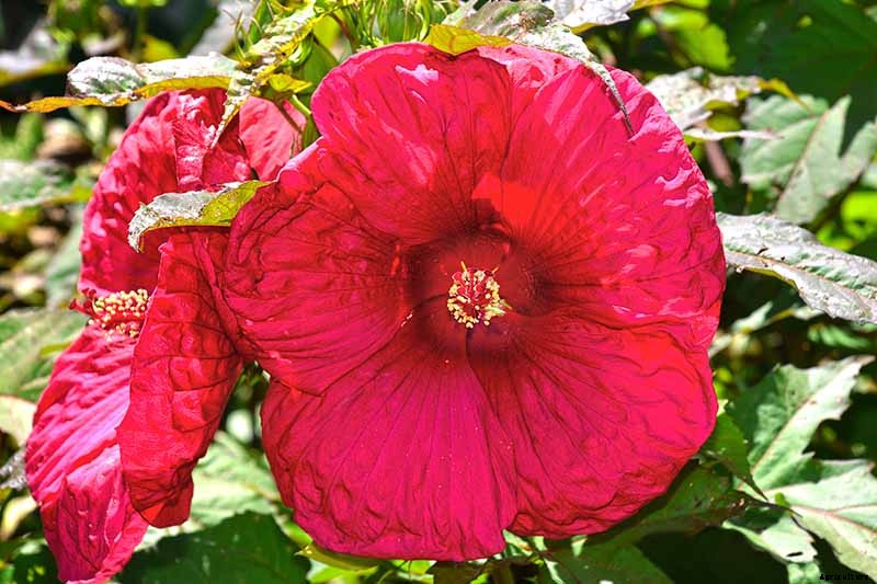 37 of the Best Hibiscus Varieties