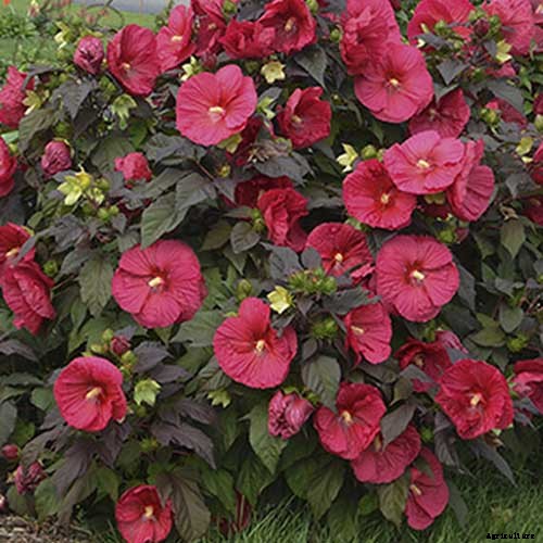 37 of the Best Hibiscus Varieties