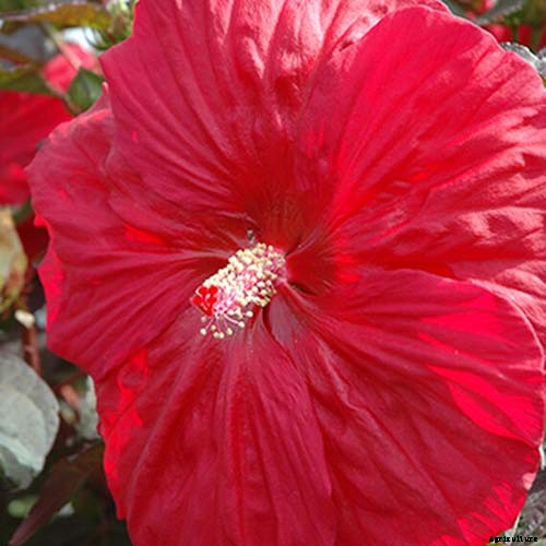 37 of the Best Hibiscus Varieties