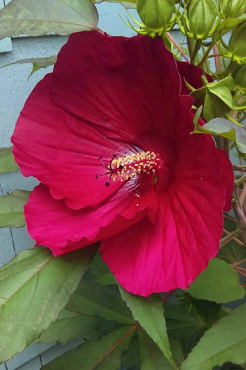 37 of the Best Hibiscus Varieties