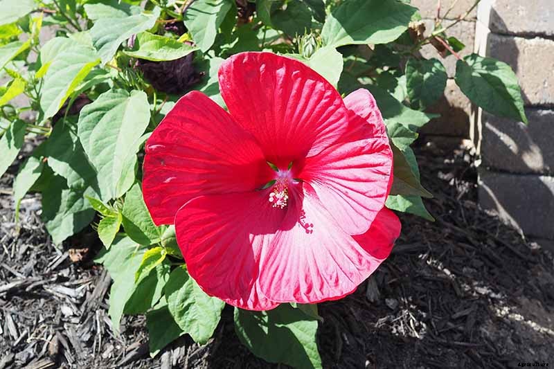 37 of the Best Hibiscus Varieties