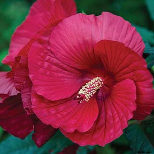 37 of the Best Hibiscus Varieties