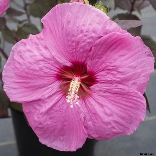 37 of the Best Hibiscus Varieties