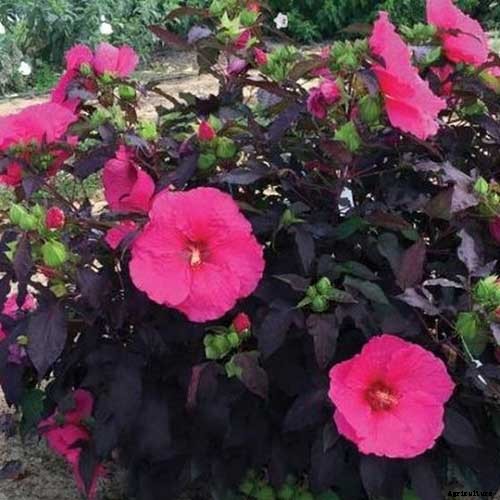 37 of the Best Hibiscus Varieties