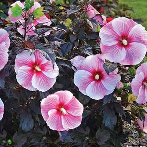 37 of the Best Hibiscus Varieties