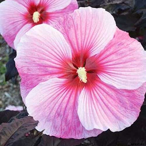 37 of the Best Hibiscus Varieties