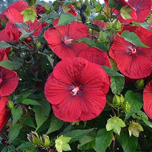 37 of the Best Hibiscus Varieties