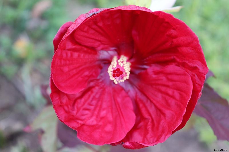 37 of the Best Hibiscus Varieties