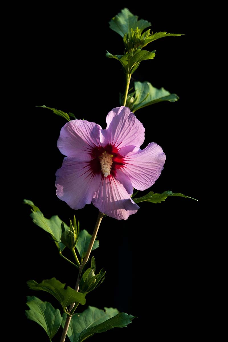 37 of the Best Hibiscus Varieties