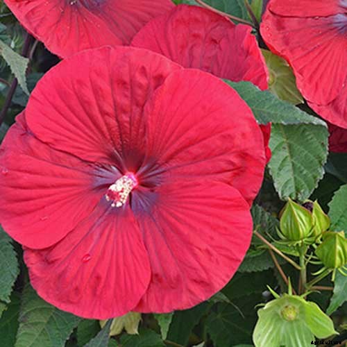 37 of the Best Hibiscus Varieties
