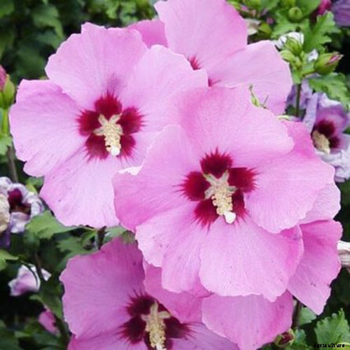 37 of the Best Hibiscus Varieties