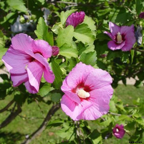 37 of the Best Hibiscus Varieties