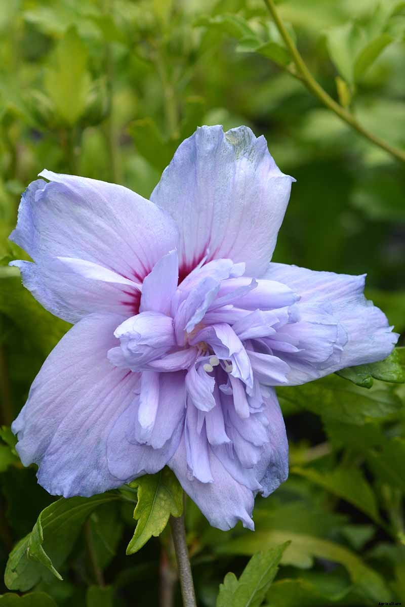 37 of the Best Hibiscus Varieties