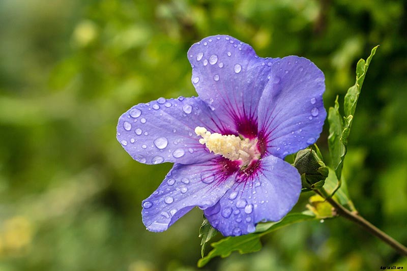 37 of the Best Hibiscus Varieties