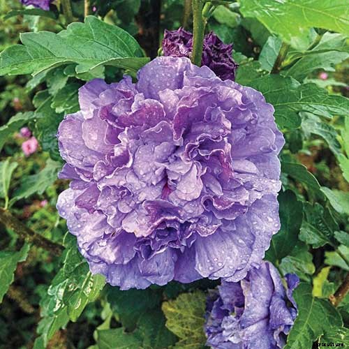 37 of the Best Hibiscus Varieties