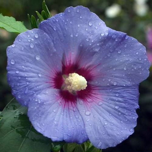 37 of the Best Hibiscus Varieties