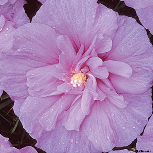 37 of the Best Hibiscus Varieties