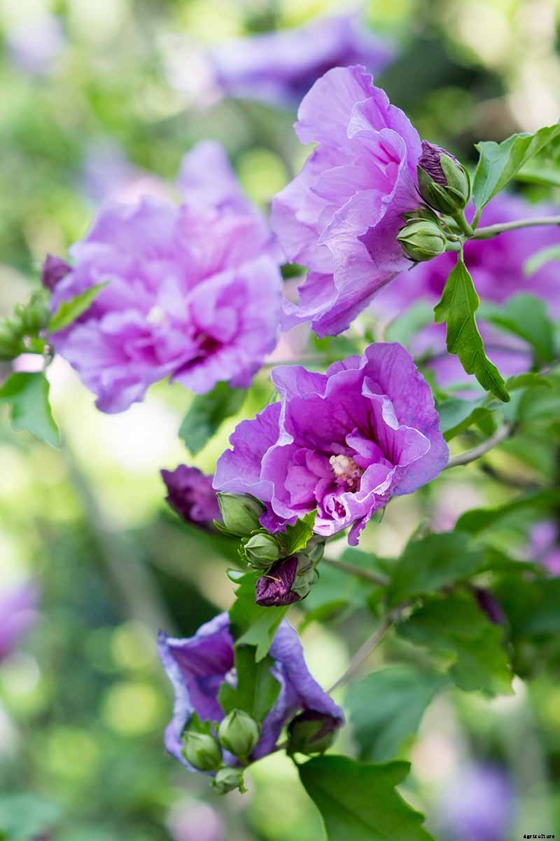 37 of the Best Hibiscus Varieties