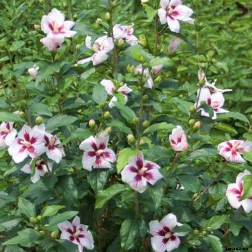 37 of the Best Hibiscus Varieties