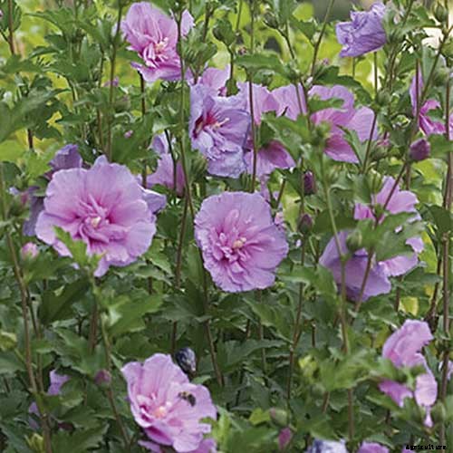 37 of the Best Hibiscus Varieties