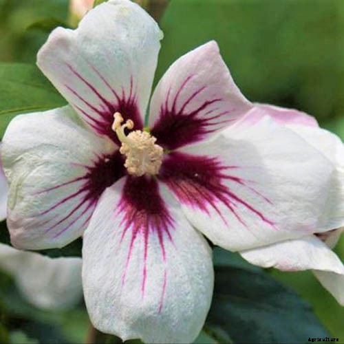 37 of the Best Hibiscus Varieties