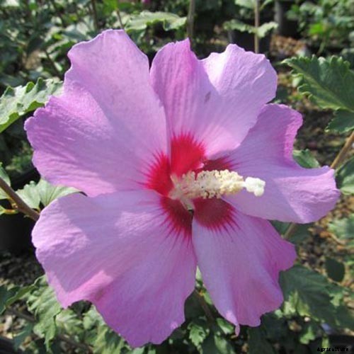 37 of the Best Hibiscus Varieties