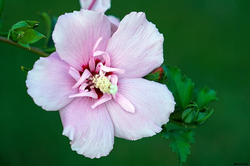 37 of the Best Hibiscus Varieties