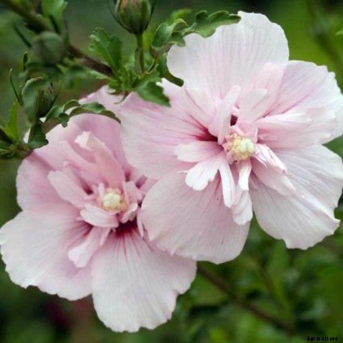 37 of the Best Hibiscus Varieties