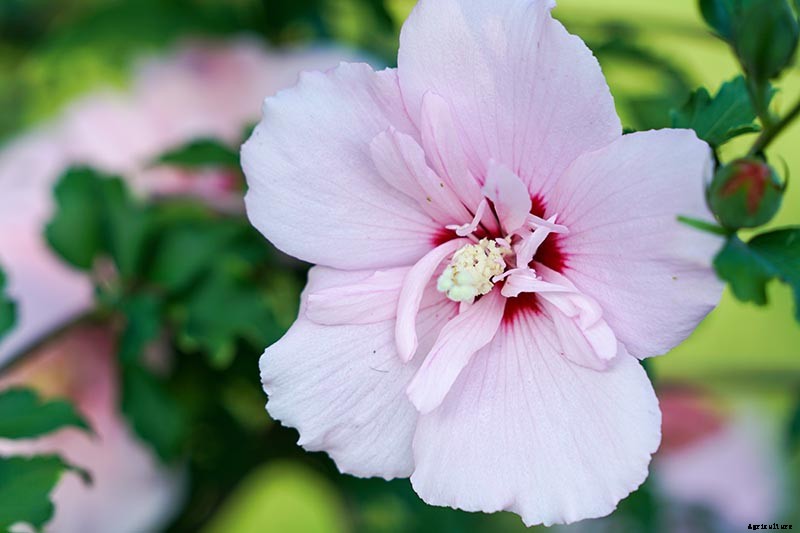 37 of the Best Hibiscus Varieties