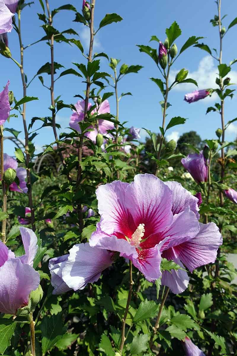 37 of the Best Hibiscus Varieties